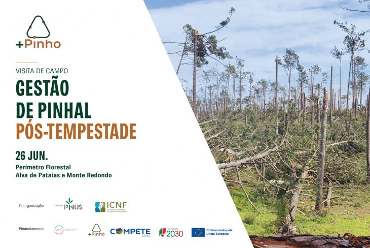 Visita de campo: gest&atilde;o de pinhal p&oacute;s-tempestade